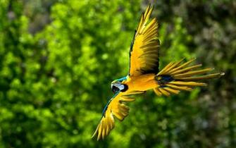 Wallpaper Macaw Bird
