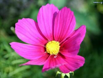 Pretty Flowers Wallpaper