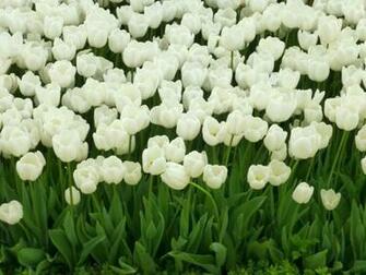 White Tulips HD Wallpaper The Tulip Is