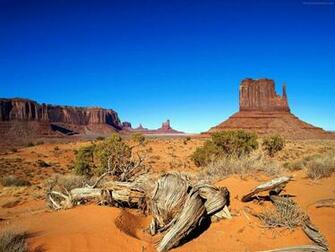 Desert Animals7 Vegetation Dry Sahara