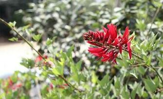 Coral Bean Flowers Pictures Wallpaper