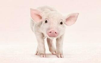 Pig Wallpaper