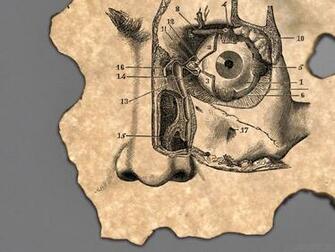 Anatomy Human Body Art Face Wallpaper