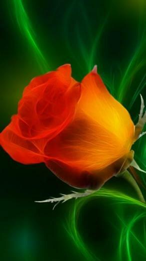 Wallpaper iPhone HD Screen Rose
