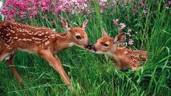 Kissing Spring Wallpaper National Park