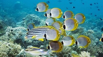Wallpaper Tropical Fish HD Background Desktop