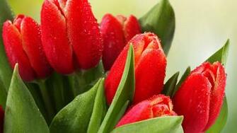 Flower 4k Ultra HD Background Wallpaper
