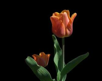 Desk Top Wallpaper Cool Tulip In April