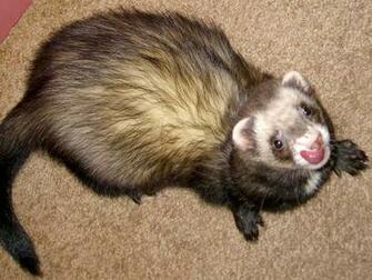 Ferret Wallpaper
