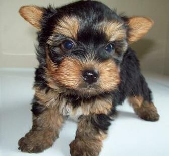 Cute Yorkie Puppy Yorkshire Terrier Puppies