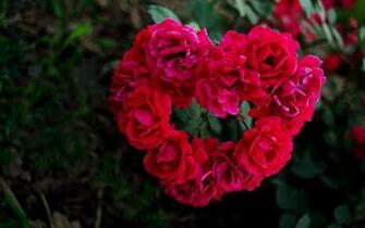 HD Red Rose Heart Shaped Wallpaper Wallpaperbyte