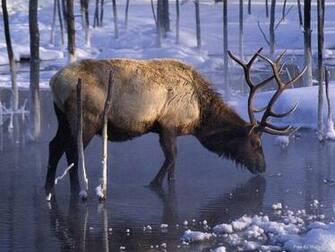 Wild Animals Image Stag HD Wallpaper And Background Photos