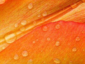 Desktop Orange Wallpaper Background HD Jpg
