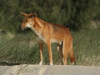 Dingo Wallpaper Pics Fun Animals Wiki Videos