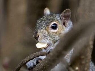 Squirrel Brazil Nut Screensaver Screensavers