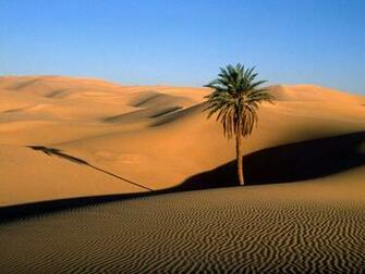 Black And White Wallpaper Single Palm Tree Desert