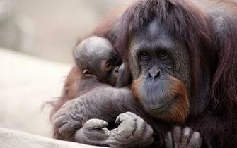 Orangutan HD Wallpaper Background Image