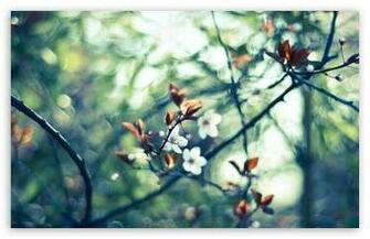 Spring White Flowers HD Wallpaper For Standard Fullscreen Uxga