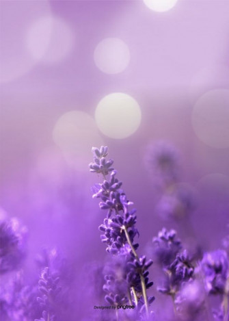 Aesthetic Lavender Background Design Wallpaper Image For