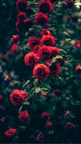 Rose iPhone Wallpaper Idrop News