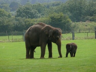 Description Indian Elephant Jpg