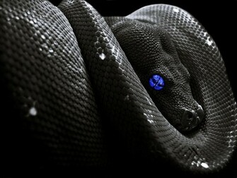 Snake Wallpaper By Shadow Of Nemo