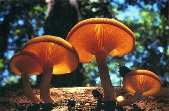 HD Mushroom Wallpaper Desktop