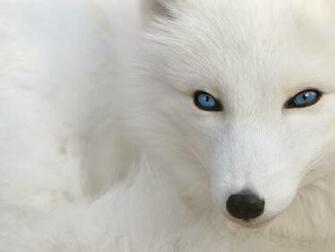 Top Desktop HD White Wallpaper Beautiful Fox Jpg