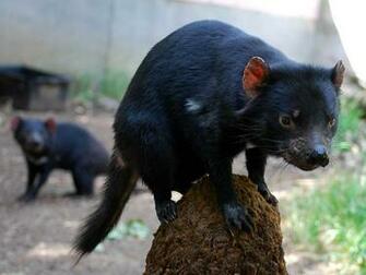 Tasmanian Devil Wallpaper Animal Literature