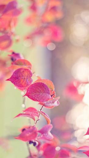Pink iPhone Girly Plus Wallpaper
