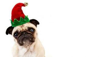 Cute Pug Wallpaper Px HDwallsource