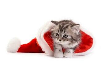 New Year Cat Santa Hat Christmas A Wallpaper Cats