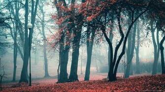 Cold Weather Background In The Park
