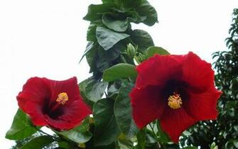 Wallpaper Flowers Tropical Widescreen Background