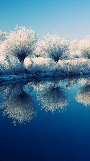Trees On The Edge Of Lake Beautiful Mirror