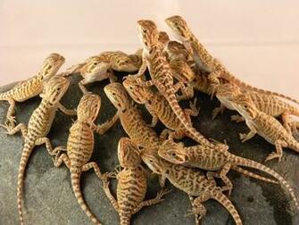 Bearded Dragon Computer Wallpaper Desktop Background