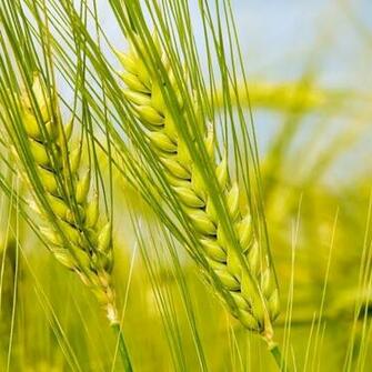 Spring iPad Wallpaper