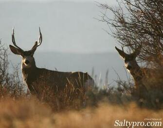 Wildlife Photography