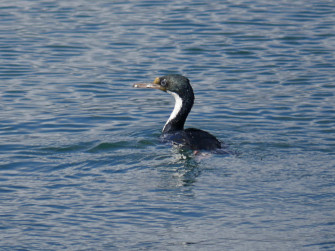 Imperial Shag Swimming Wallpaper