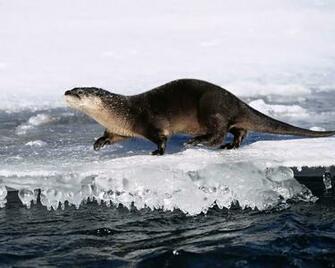 Encyclopedia Of Animal Facts And Pictures Otter