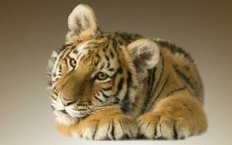 Tiger HD Wallpaper Pictures 1080p