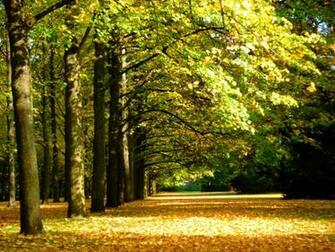 Late Summer France Wallpaper