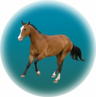 Arabian Horses Wallpaper Horse