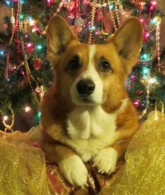 Scooter The Senior Corgi Dogs