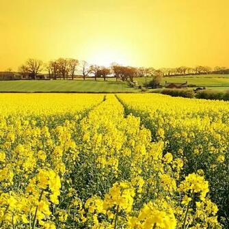Summer Canola Flower Filed Natural Landscape iPad Wallpaper