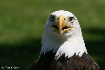 Wallpaper Collections Bald Eagle Background