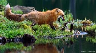 Red Fox Wallpaper HD Pictures Fungyung