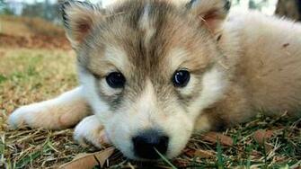 Adorable Wolf Cub Wallpaper MixHD
