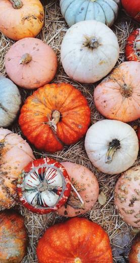 It Is Always A Search To Find Just The Right Pumpkin Hayride In