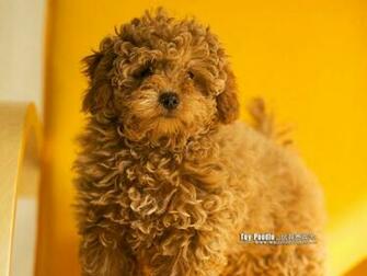Cuddly Puppies Toy Poodle Puppy Wallpaper Lovable